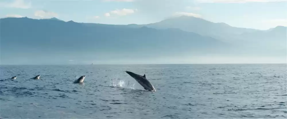 Hebridean Whale Trail