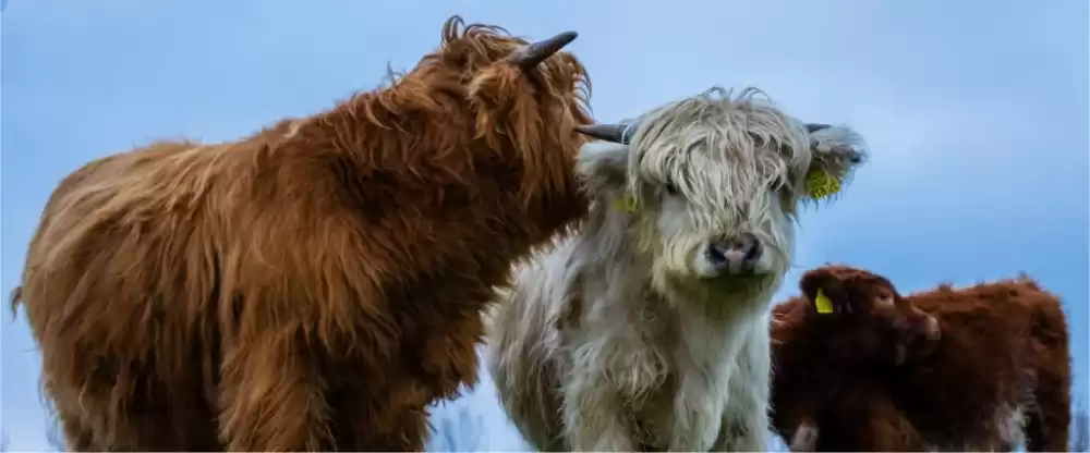 Highland cows